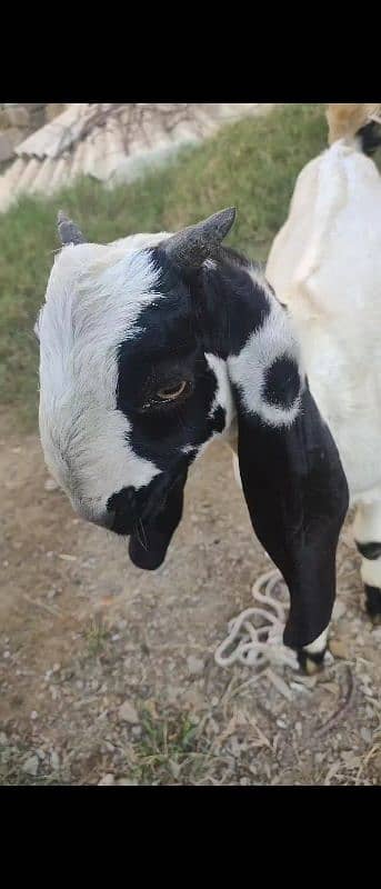 Healthy and active bakra 3