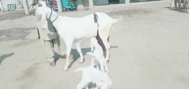 2 Bacchon Ka Sath Gulabi Rajanpuri Bakri For Sale Call'"03278290878