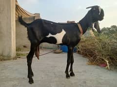 Desi Bakri For sale