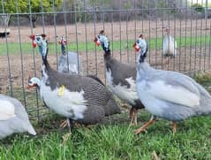 GUINEA FOWLS FOR SALE IN MULTAN