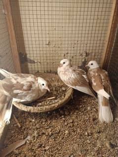 Khumr breeder pair for sell with chicks  in lahor