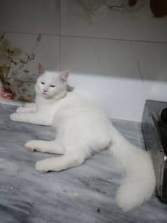 parsian Cat for sale