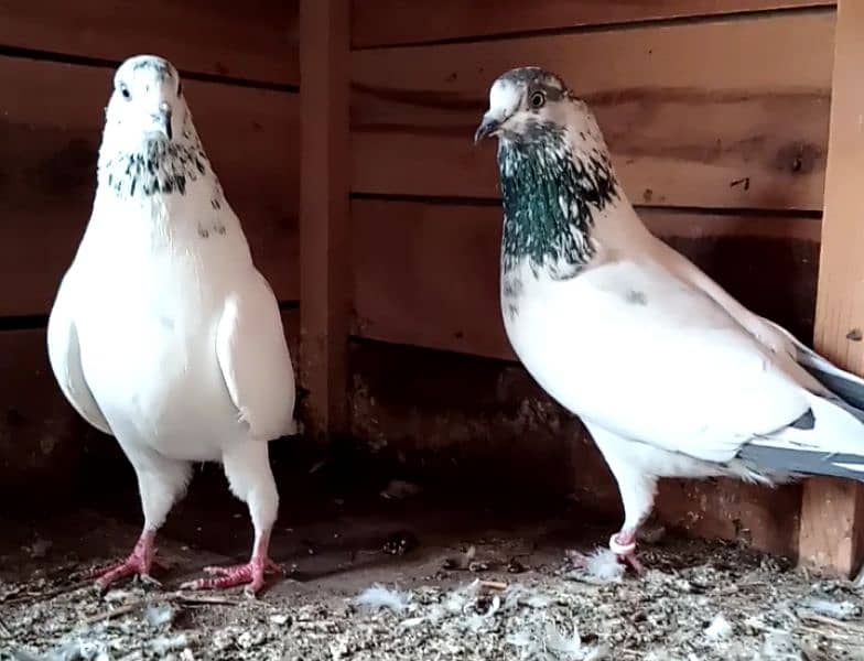 Highflyer Breeder Pigeons 1