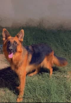 Gsd long coat pedigree female