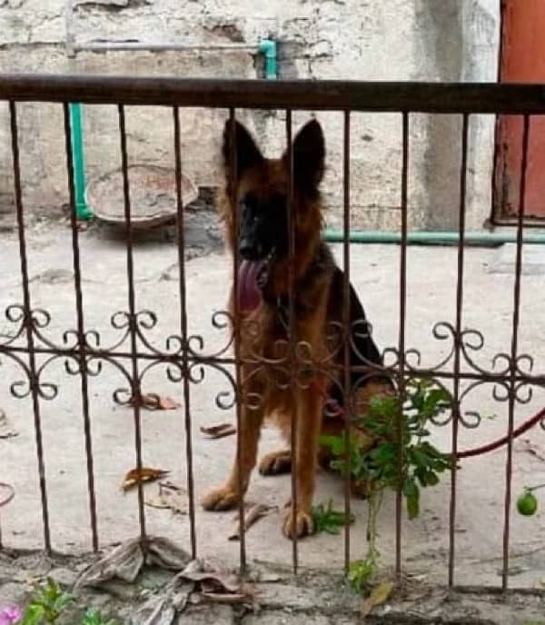 Gsd long coat pedigree female 2