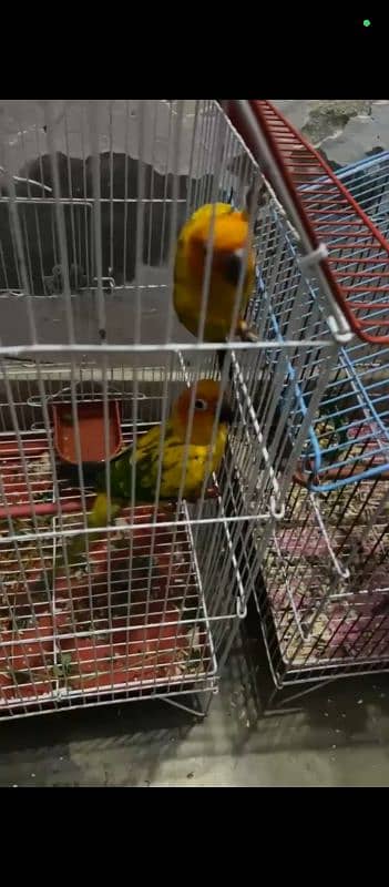 Sunconure 0