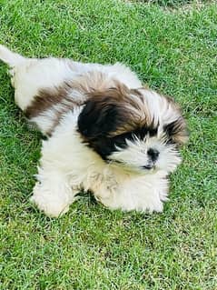 shihtzu puppies