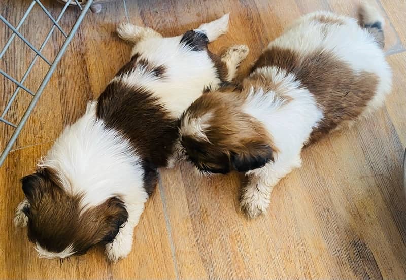 shihtzu puppies 6