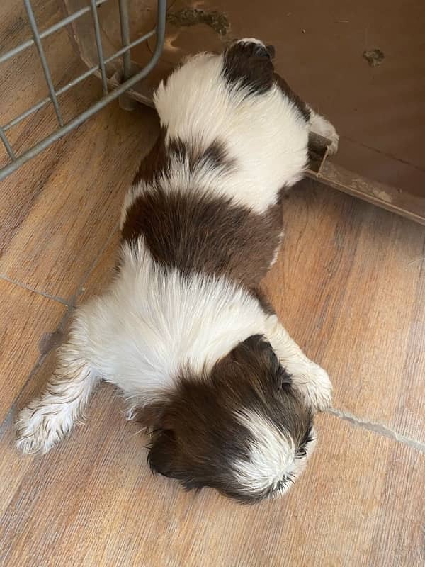 shihtzu puppies 9