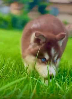 Extreme quality siberian husky long coat puppy