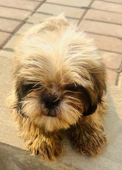 Shihtzu