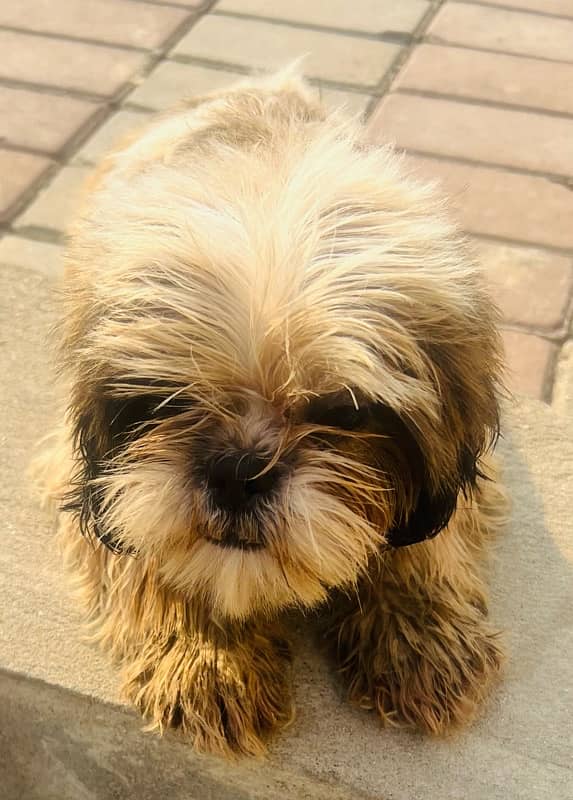 Shihtzu Female 0