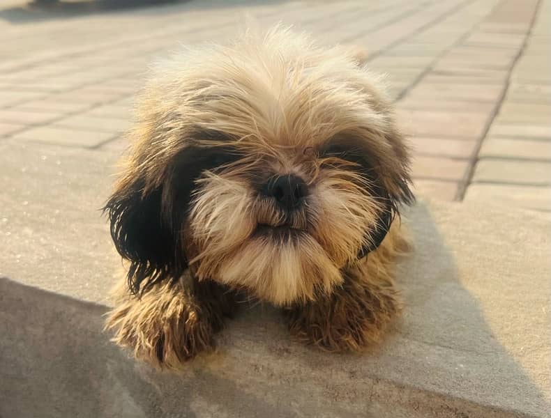 Shihtzu Female 2