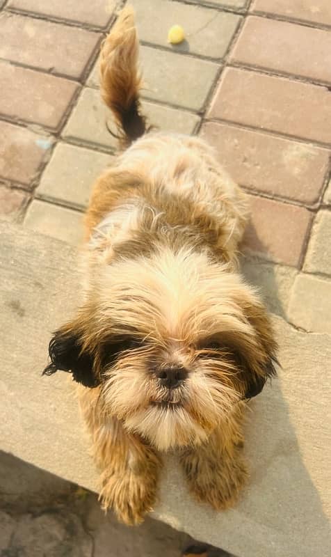 Shihtzu Female 3