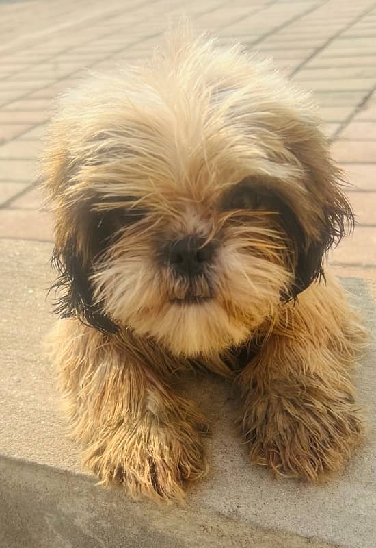 Shihtzu Female 4