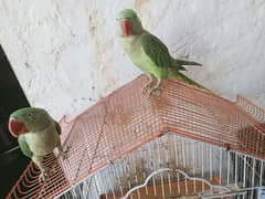 ALEXANDRINE RAW PARROT FOR SALE