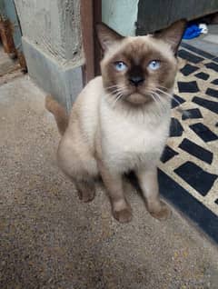 siamese male imported breed of iran