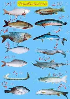 All  fish available Rahu  baam soal mali shangari  contact 03044360413