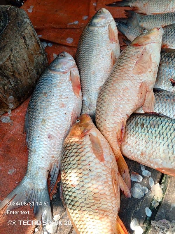 All  fish available Rahu  baam soal mali shangari  contact 03044360413 3