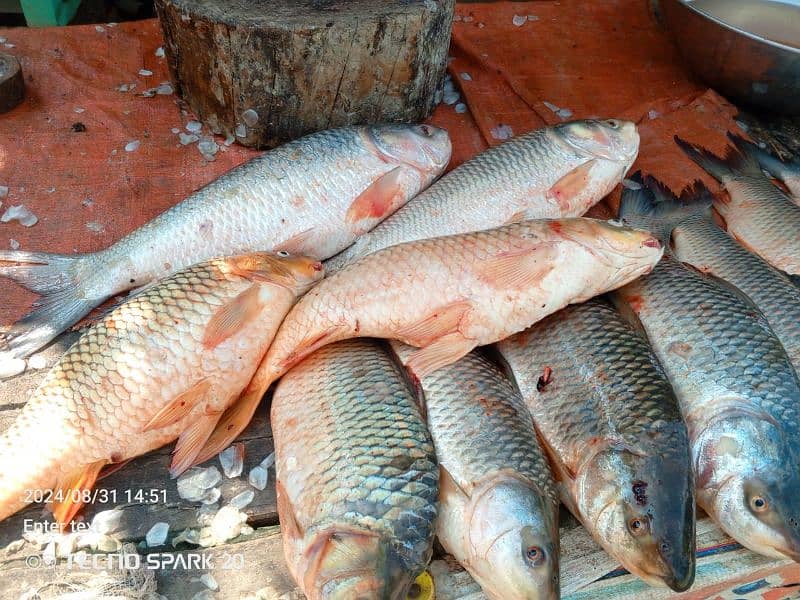 All  fish available Rahu  baam soal mali shangari  contact 03044360413 4