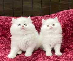 Persian kittens triple coat pair for sale contact whatsap 03288426681