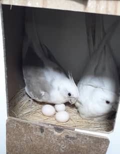 cockatiel breeder pair for sale