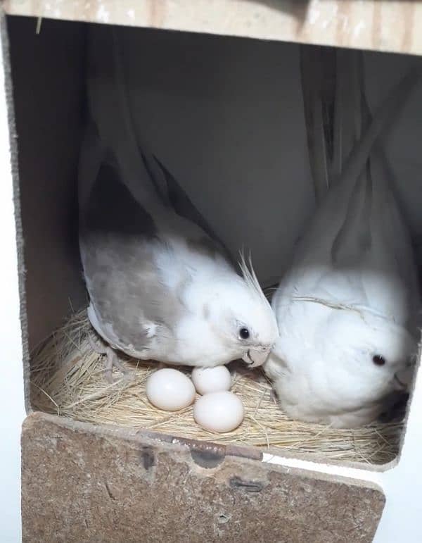 cockatiel breeder pair. Yellow sided conure breeder female hand tame 0