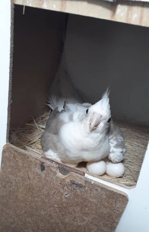 cockatiel breeder pair. Yellow sided conure breeder female hand tame 1