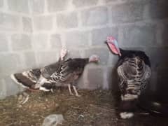 Turkish hen 0