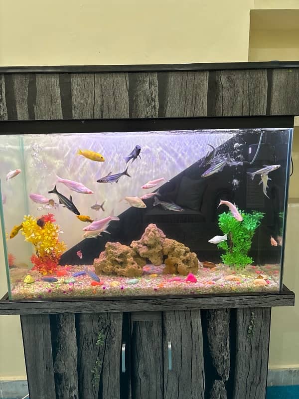 fish Aquarium sale 2