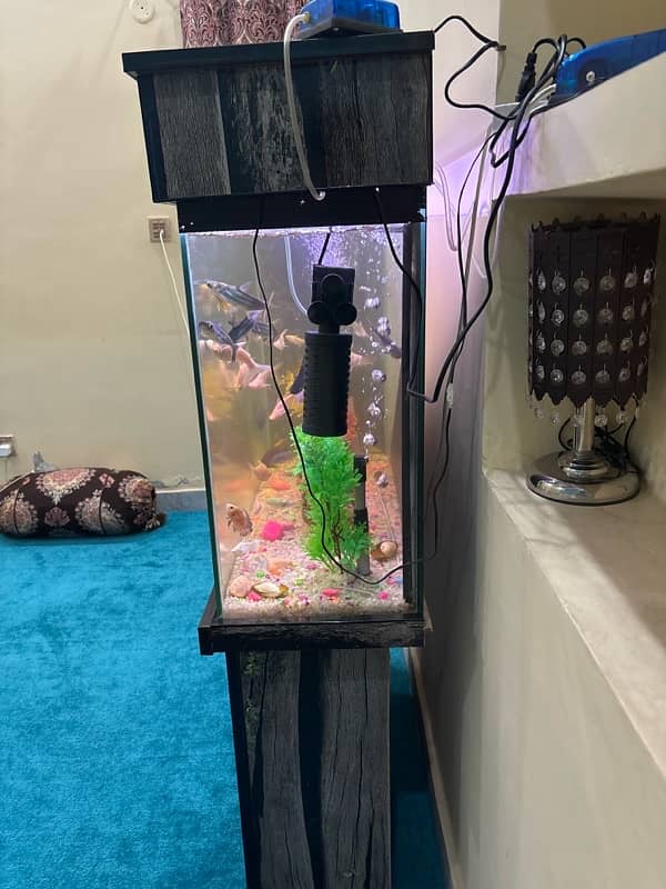 fish Aquarium sale 3