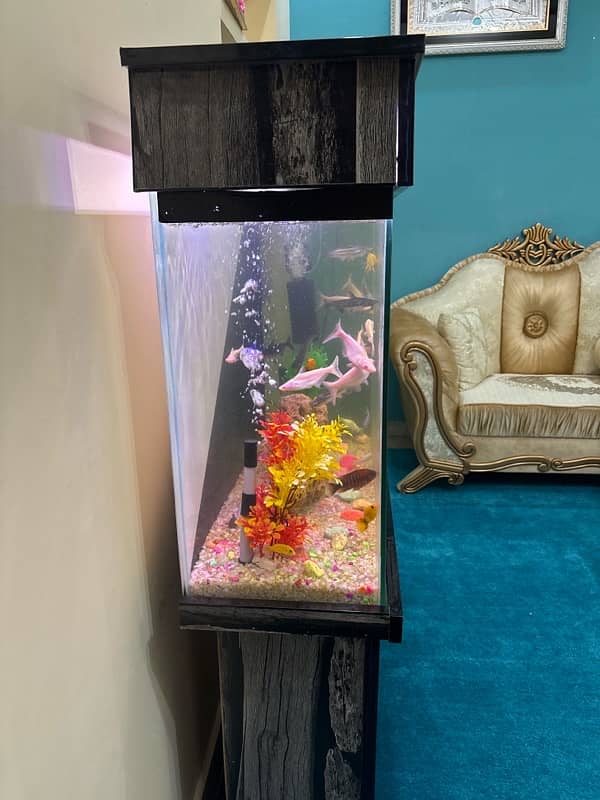 fish Aquarium sale 4