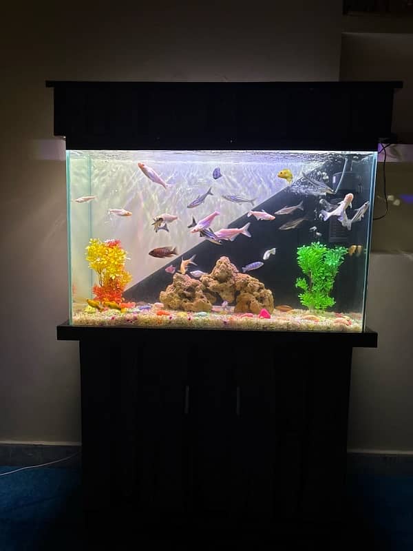 fish Aquarium sale 5