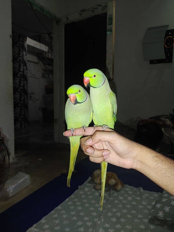 green ring neck male hand tamed taking parrots 0