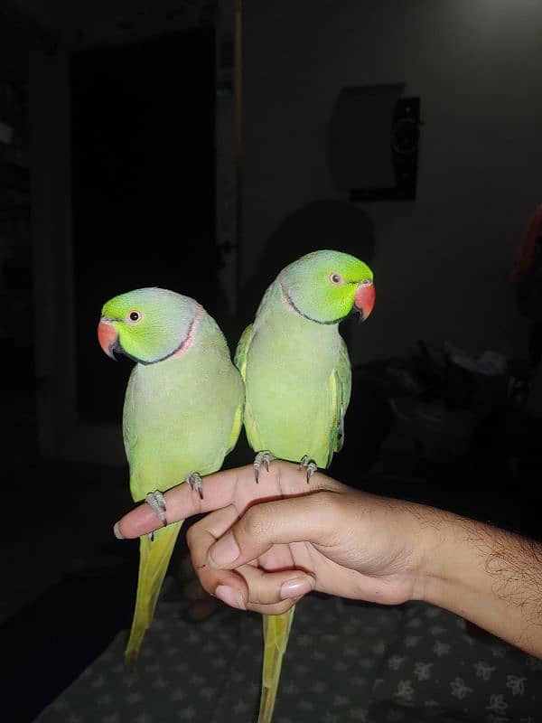 green ring neck male hand tamed taking parrots 1