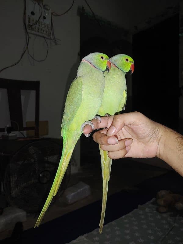 green ring neck male hand tamed taking parrots 2