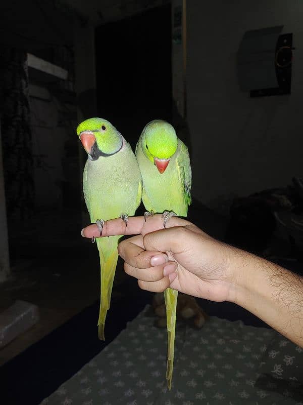 green ring neck male hand tamed taking parrots 3