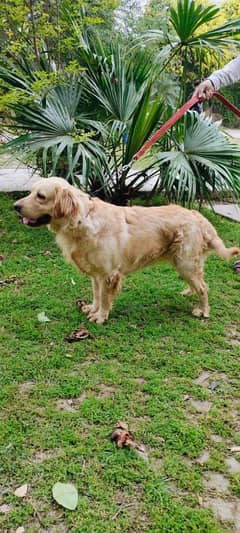 golden retriever breeder female for sale