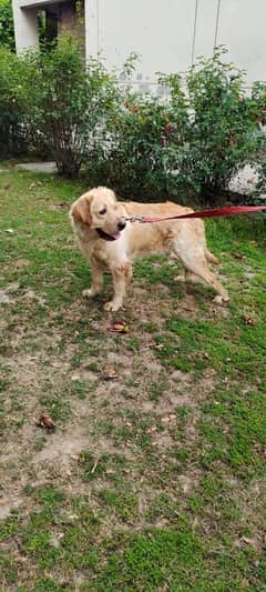 golden retriever breeder female for sale