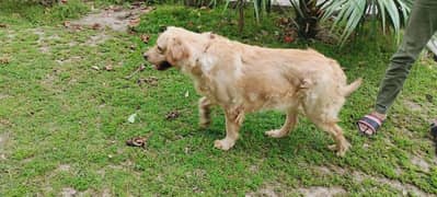 golden retriever breeder female for sale