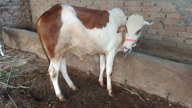 Cow available 2