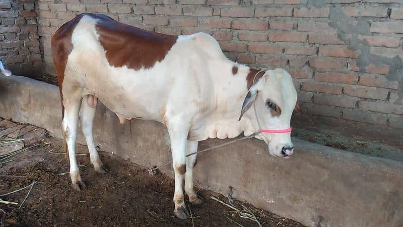 Cow available 3