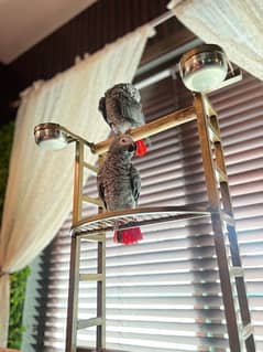 parrots stand aluminum 0