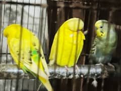 budgie 3 pcs