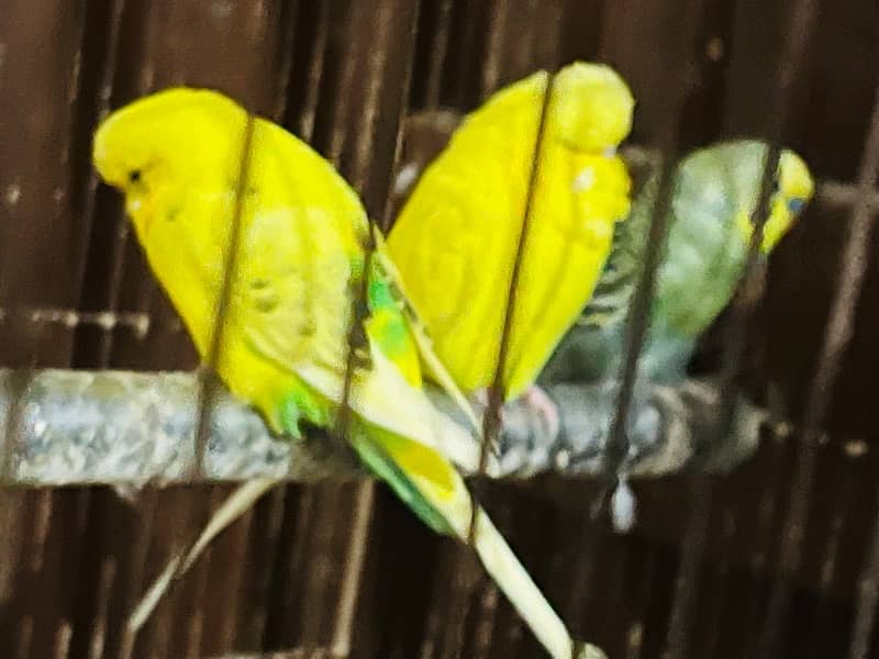 budgie 3 pcs 1