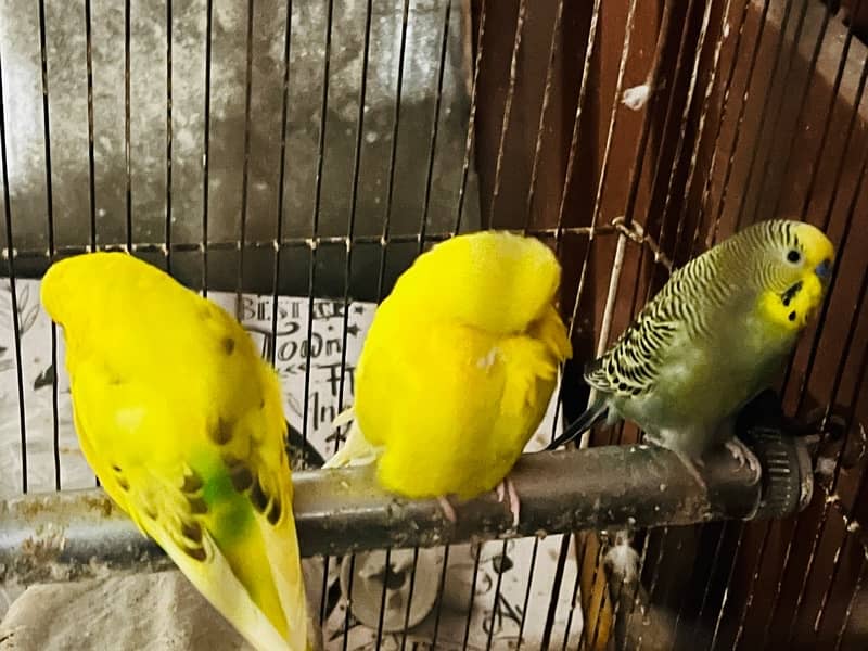 budgie 3 pcs 2