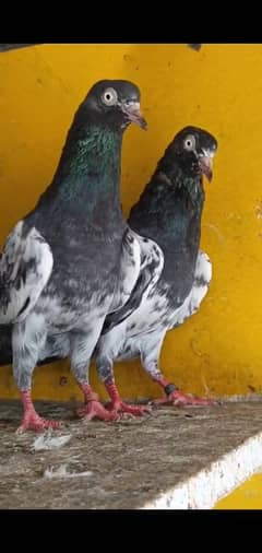 Quality Birds for sale plz read full add then contact me.