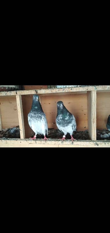 Quality Birds for sale plz read full add then contact me. 1