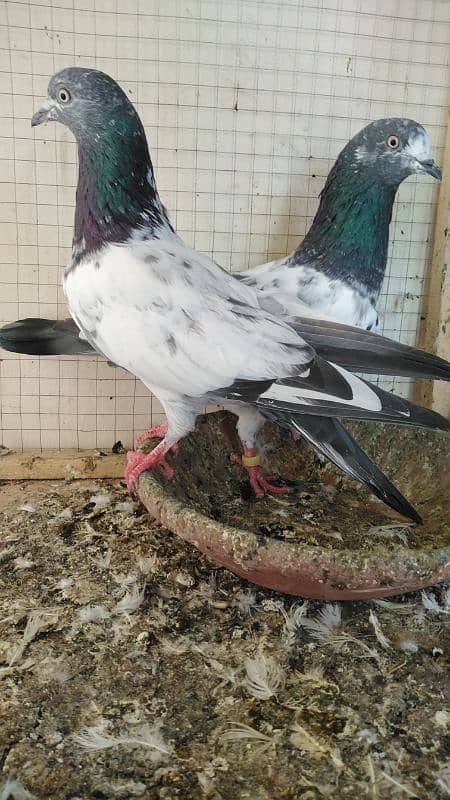 Quality Birds for sale plz read full add then contact me. 2