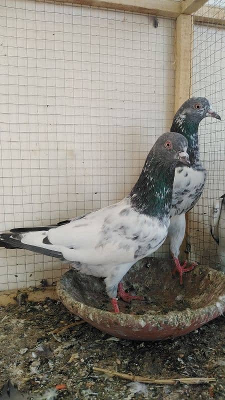 Quality Birds for sale plz read full add then contact me. 3